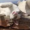 Sonnenschein Mina sucht Zuhause