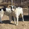 Wunderbare Shine sucht ihre Familie