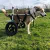 SOPHIA - kleine, tapfere Hundedame