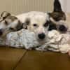 SOPHIA - kleine, tapfere Hundedame
