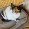 Liebe Lina B sucht ein Zuhause