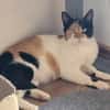 Liebe Lina B sucht ein Zuhause