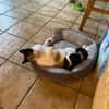 Liebe Lina B sucht ein Zuhause