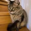 Hübsche, schüchterne Katze Kicha