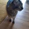 Hübsche, schüchterne Katze Kicha