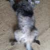 Hübsche, schüchterne Katze Kicha