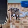 Sanfte, liebe Siam-Mix-Katze Tofu