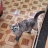 Sanfte, liebe Siam-Mix-Katze Tofu
