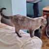 Sanfte, liebe Siam-Mix-Katze Tofu