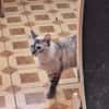 Sanfte, liebe Siam-Mix-Katze Tofu