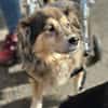 ZOE - liebe, verschmuste Handicap-Dame