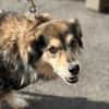 ZOE - liebe, verschmuste Handicap-Dame