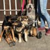 ZOE - liebe, verschmuste Handicap-Dame