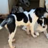 Liebenswerte Jada sucht Zuhause