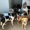 Liebenswerte Jada sucht Zuhause