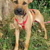 Nella im Tierheim Sulzbach
