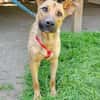 Nella im Tierheim Sulzbach