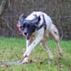 LYNKA