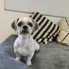 TOOTSIE