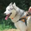 THORAK (en placement provisoire)