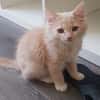PEPITO