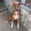 Pacou [Chiot]