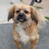 GINGER HAA24572