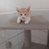 PESSO