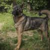 Yoshi sucht ein Zuhause