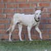 Kross1 sucht ein Zuhause