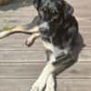 Ronin ist ein richtiger Gute-Laune-Hund!