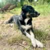 Ronin ist ein richtiger Gute-Laune-Hund!