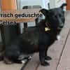Celsea sucht ihr Kuschelkörbchen