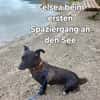 Celsea sucht ihr Kuschelkörbchen