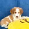Kuschelkerlchen Maxi sucht ein Zuhause