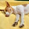 Teddy3 sucht ein Zuhause