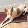 Teddy3 sucht ein Zuhause