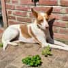 Teddy3 sucht ein Zuhause