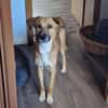 Senior BINGLEY sucht ruhiges Zuhause