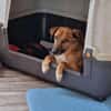 Senior BINGLEY sucht ruhiges Zuhause