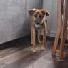 Senior BINGLEY sucht ruhiges Zuhause
