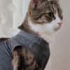 Tiberius sucht dringend ein Zuhause