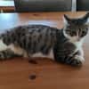 Tiberius sucht dringend ein Zuhause