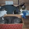 Tiberius sucht dringend ein Zuhause