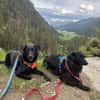 Lieber Mischling Chippi sucht Familie