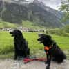 Lieber Mischling Chippi sucht Familie