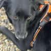 Lieber Mischling Chippi sucht Familie