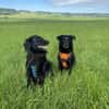 Lieber Mischling Chippi sucht Familie