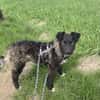 Laroche  dein neuer bester Hundekumpel