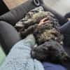 Laroche  dein neuer bester Hundekumpel